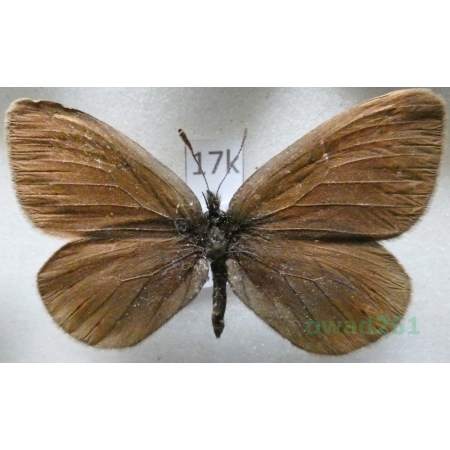 Erebia meta Staudinger, 1886 Kyrgyzstan17k